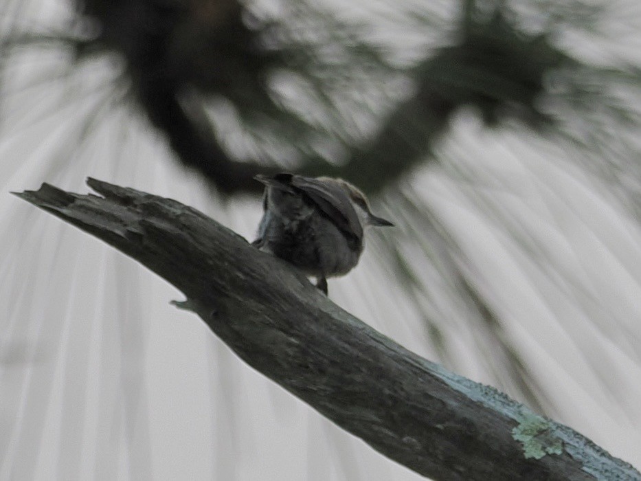 Brown-headed Nuthatch - ML614116019