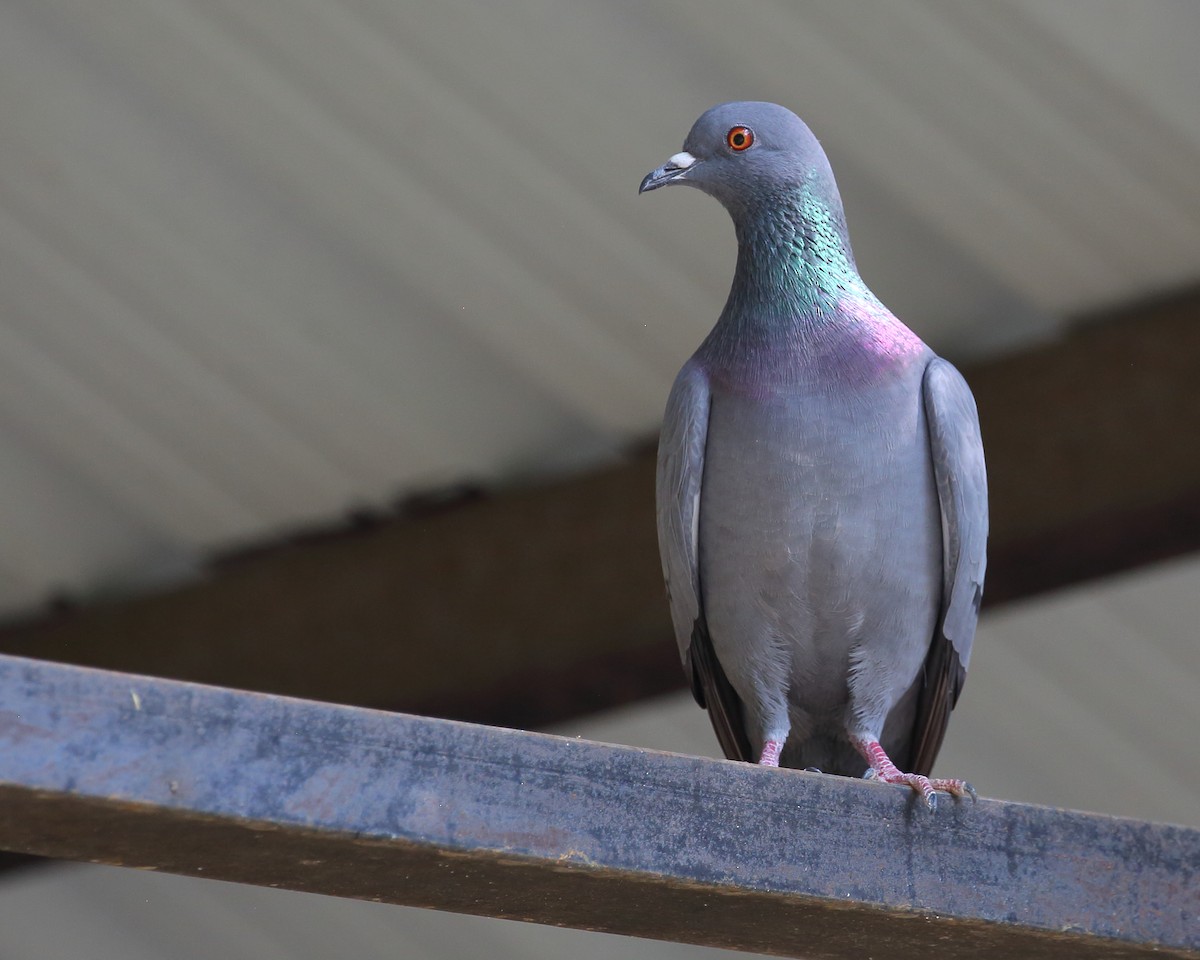 Rock Pigeon (Feral Pigeon) - ML614116283