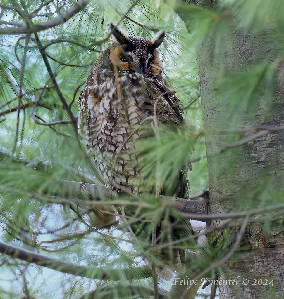 Long-eared Owl - ML614116398