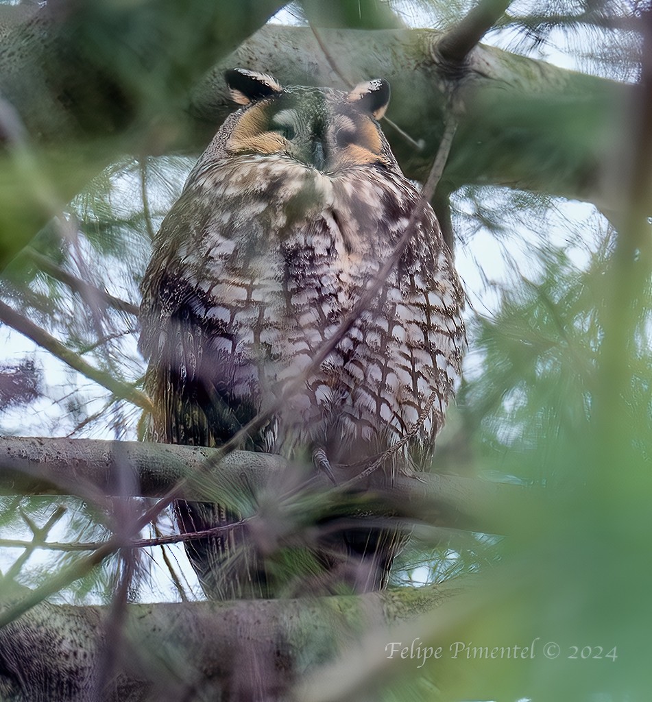 Long-eared Owl - Felipe Pimentel