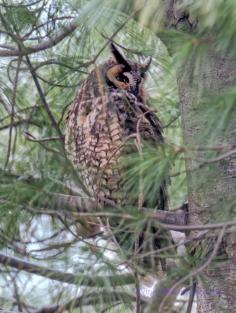 Long-eared Owl - ML614116400