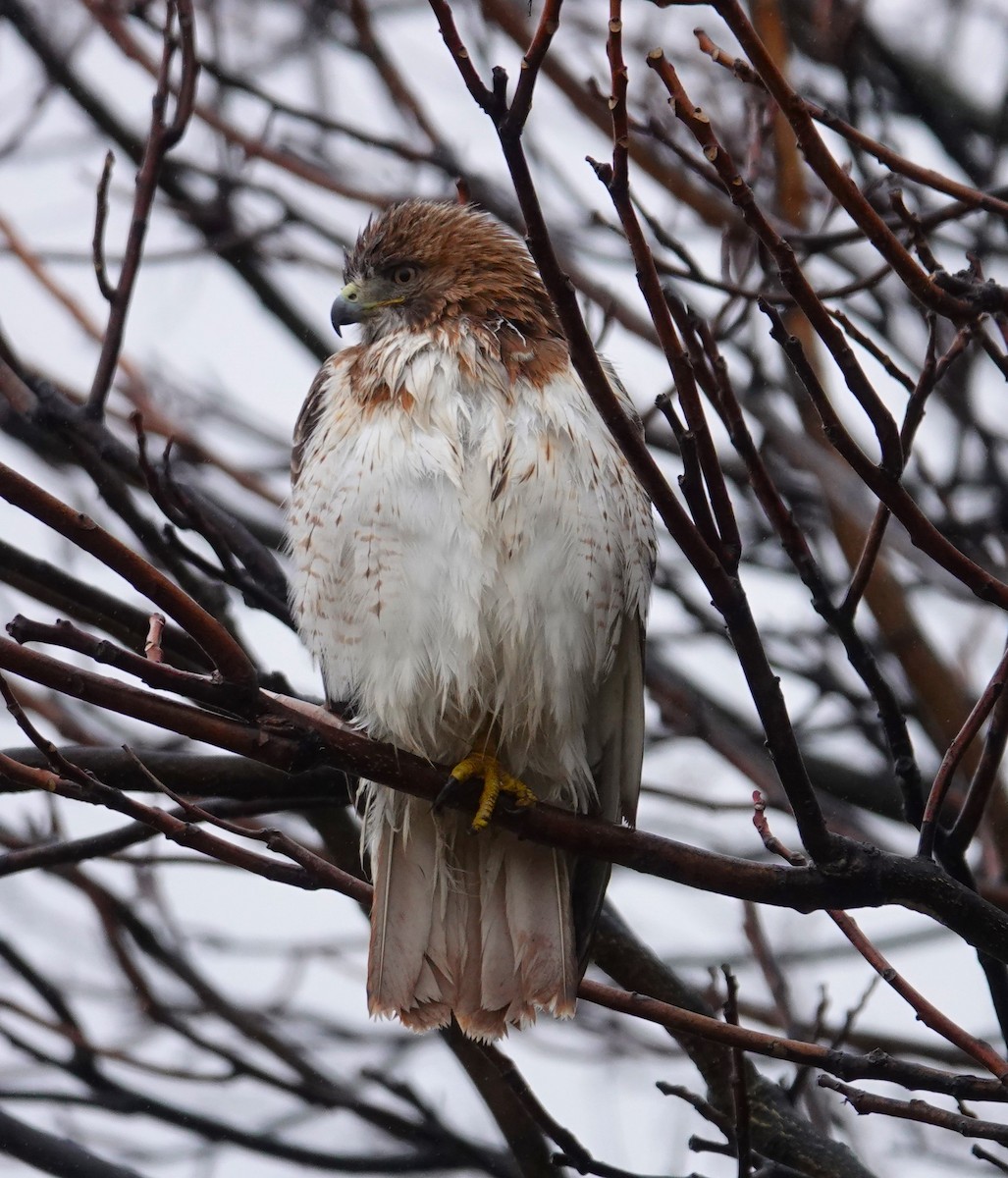 Red-tailed Hawk - ML614116412
