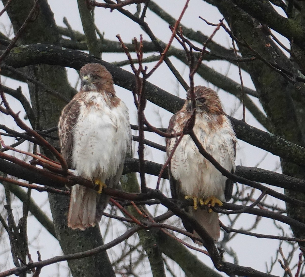 Red-tailed Hawk - ML614116414