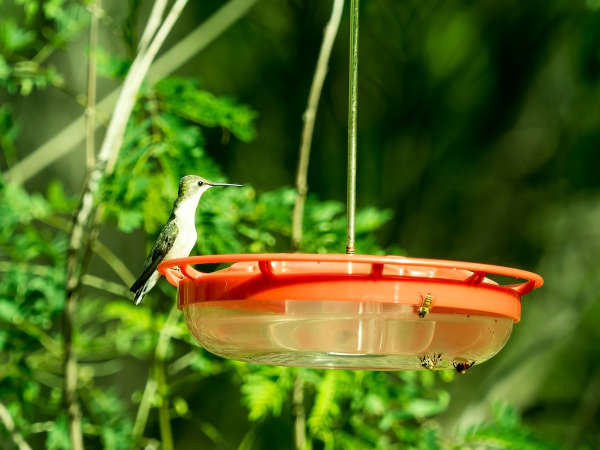 Ruby-throated Hummingbird - ML614116781