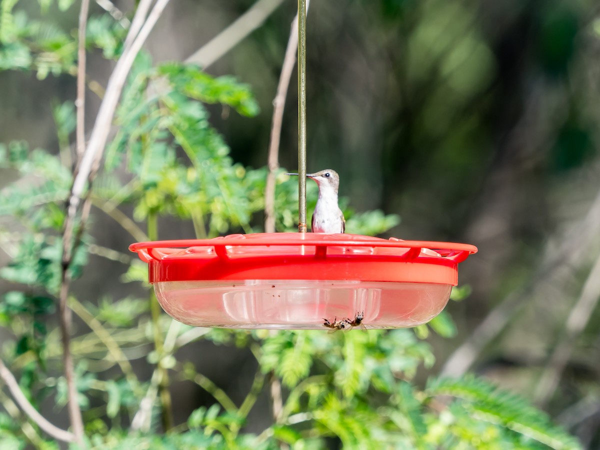 Ruby-throated Hummingbird - ML614116782