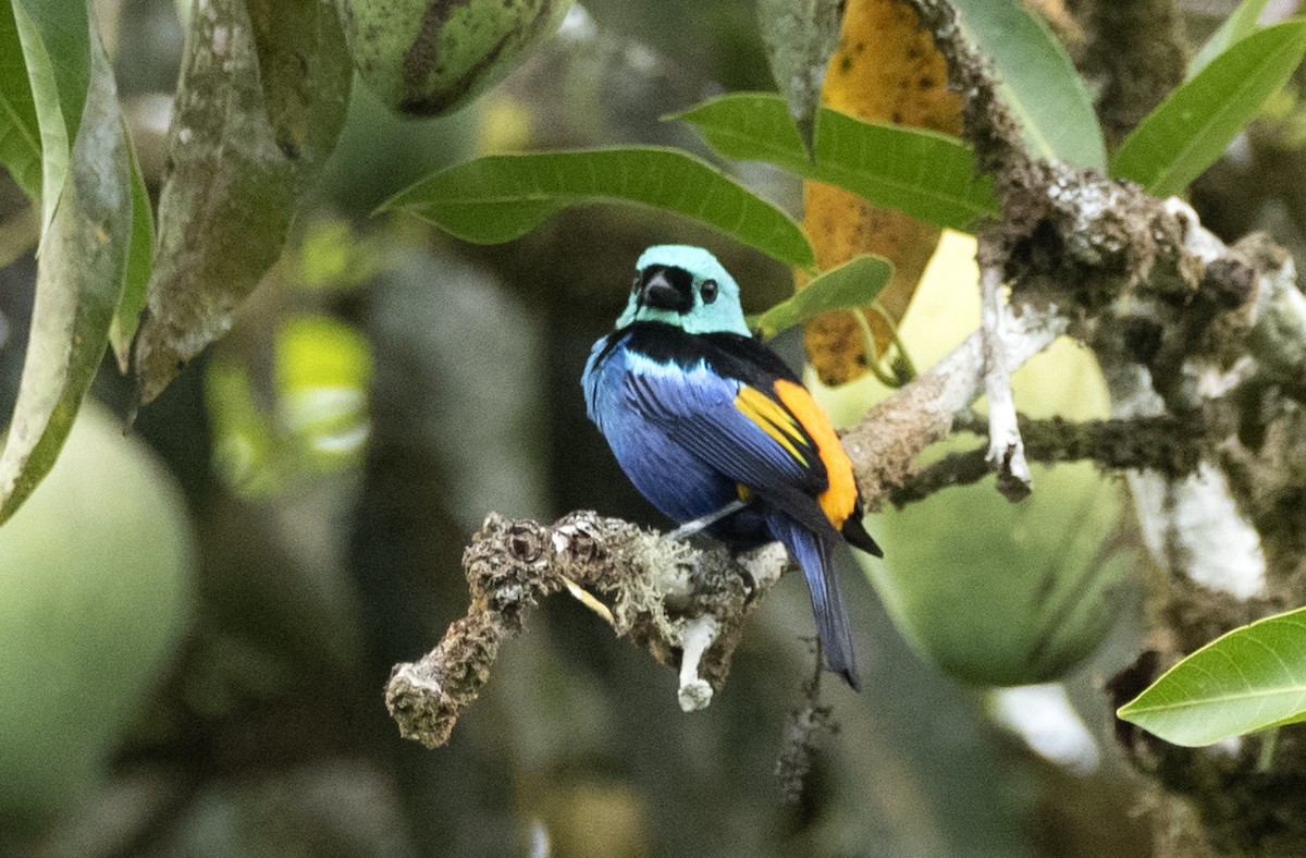 Seven-colored Tanager - ML614116795