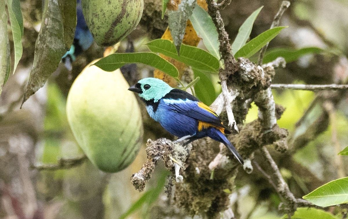 Seven-colored Tanager - ML614116796
