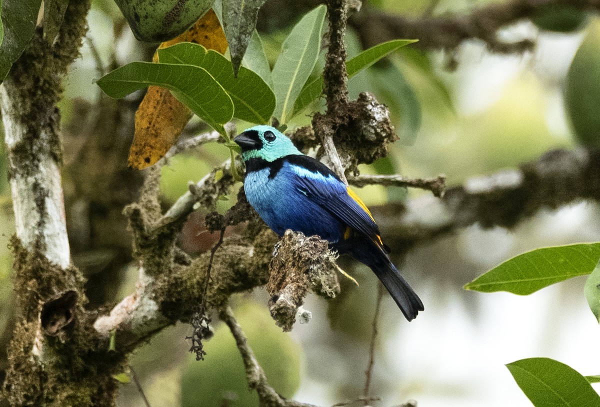 Seven-colored Tanager - ML614116797