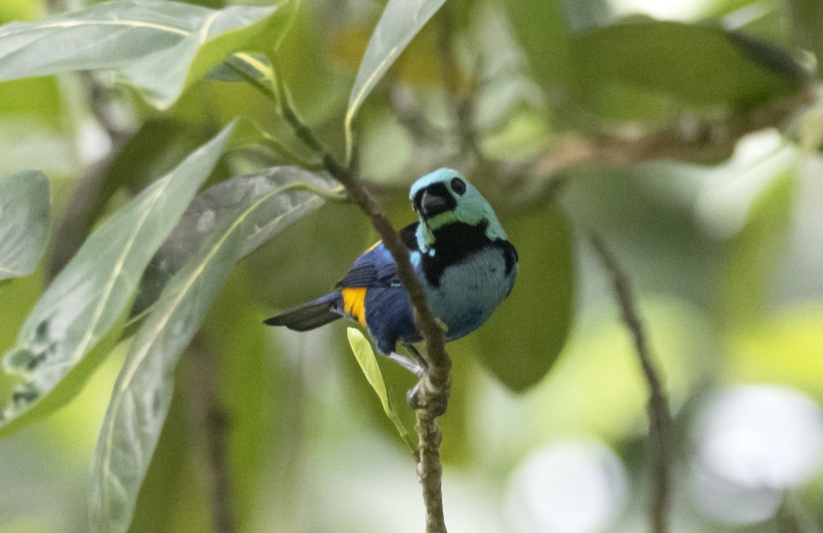 Seven-colored Tanager - ML614116798