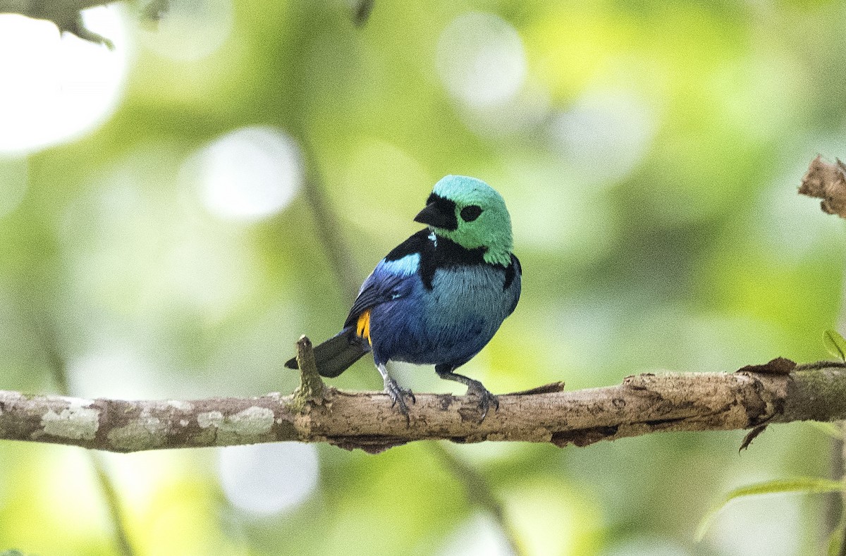 Seven-colored Tanager - ML614116799
