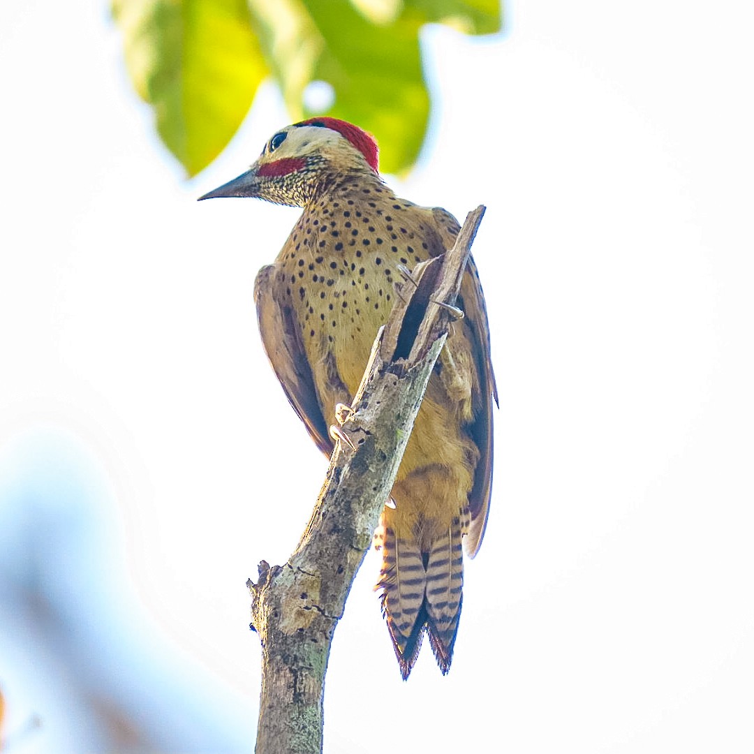 Spot-breasted Woodpecker - ML614116859