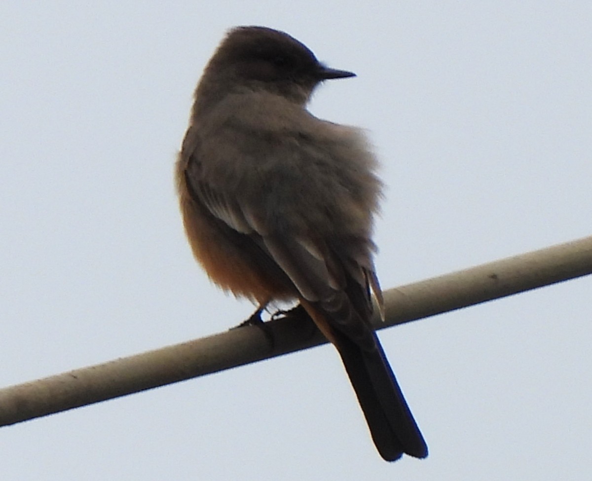 eBird Checklist - 28 Jan 2024 - Cook Rd, Hillsboro US-OR (45.5055,-123. ...