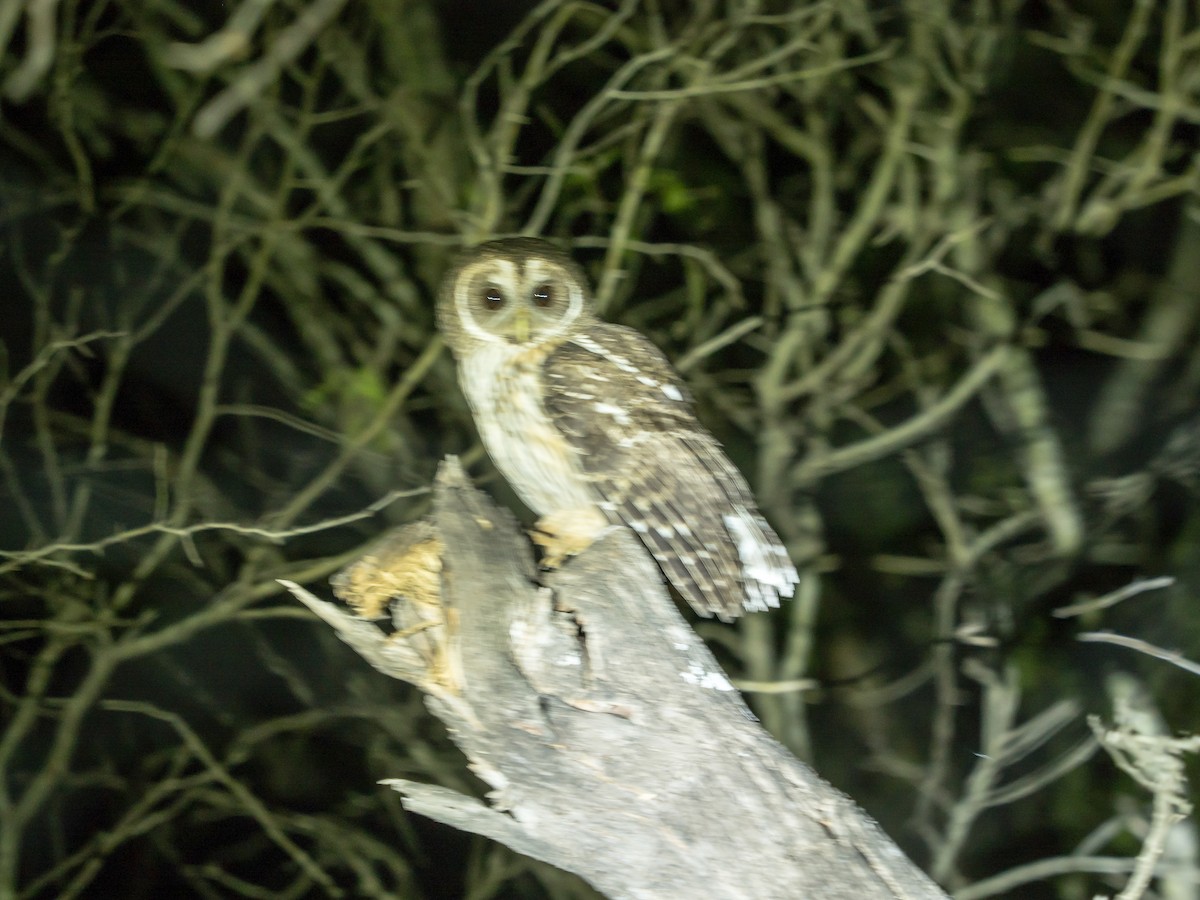 Mottled Owl - ML614116938