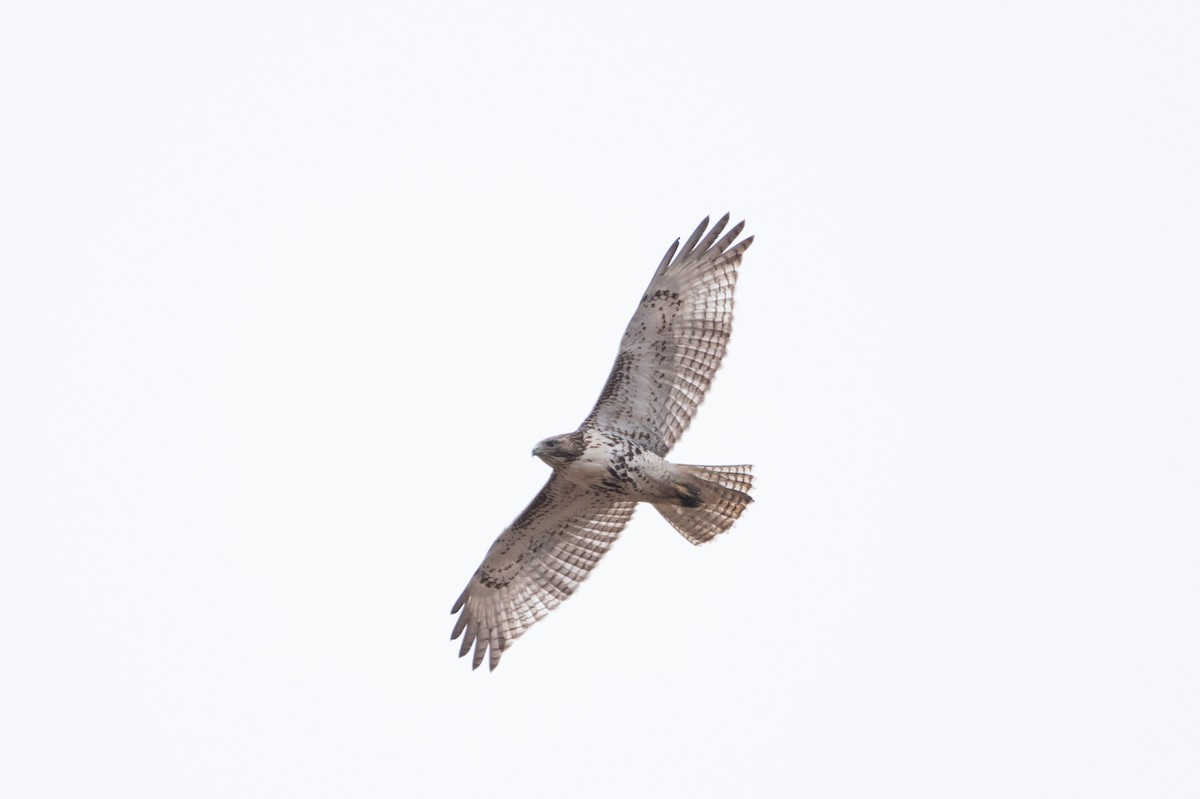 Red-tailed Hawk (Harlan's) - ML614116989