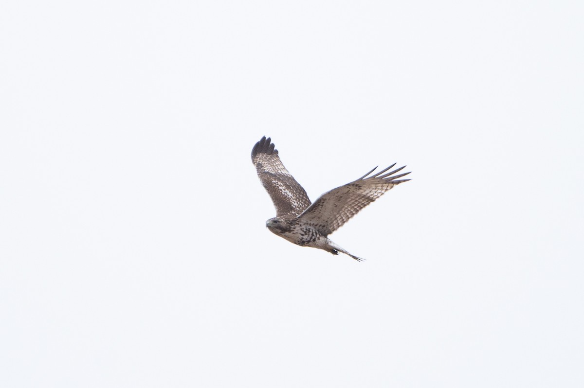 Red-tailed Hawk (Harlan's) - ML614116990