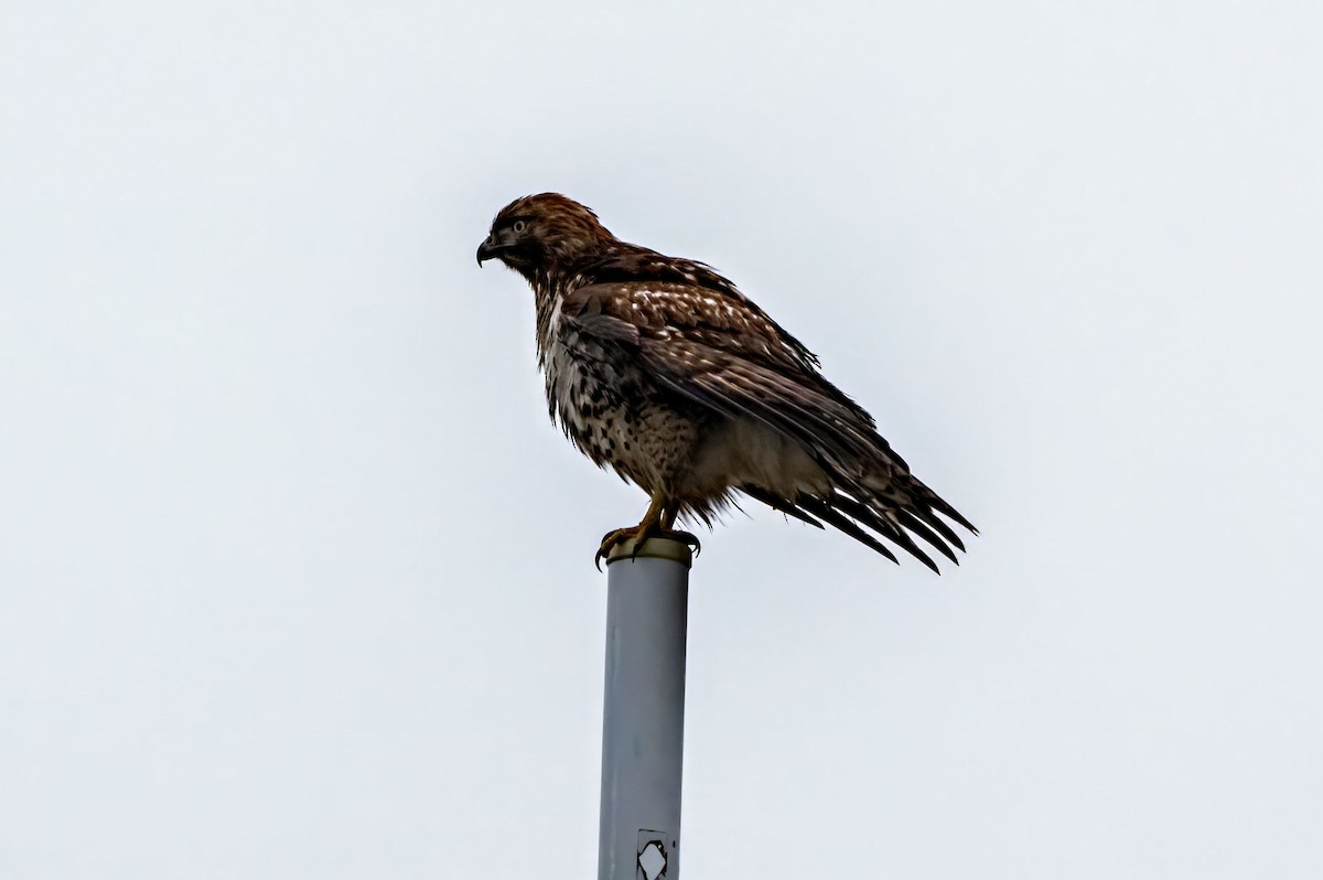 Red-tailed Hawk - ML614117308