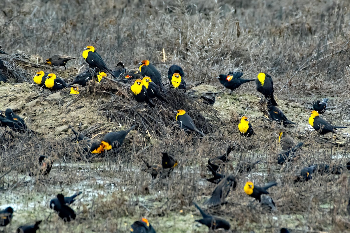 Yellow-headed Blackbird - ML614117406