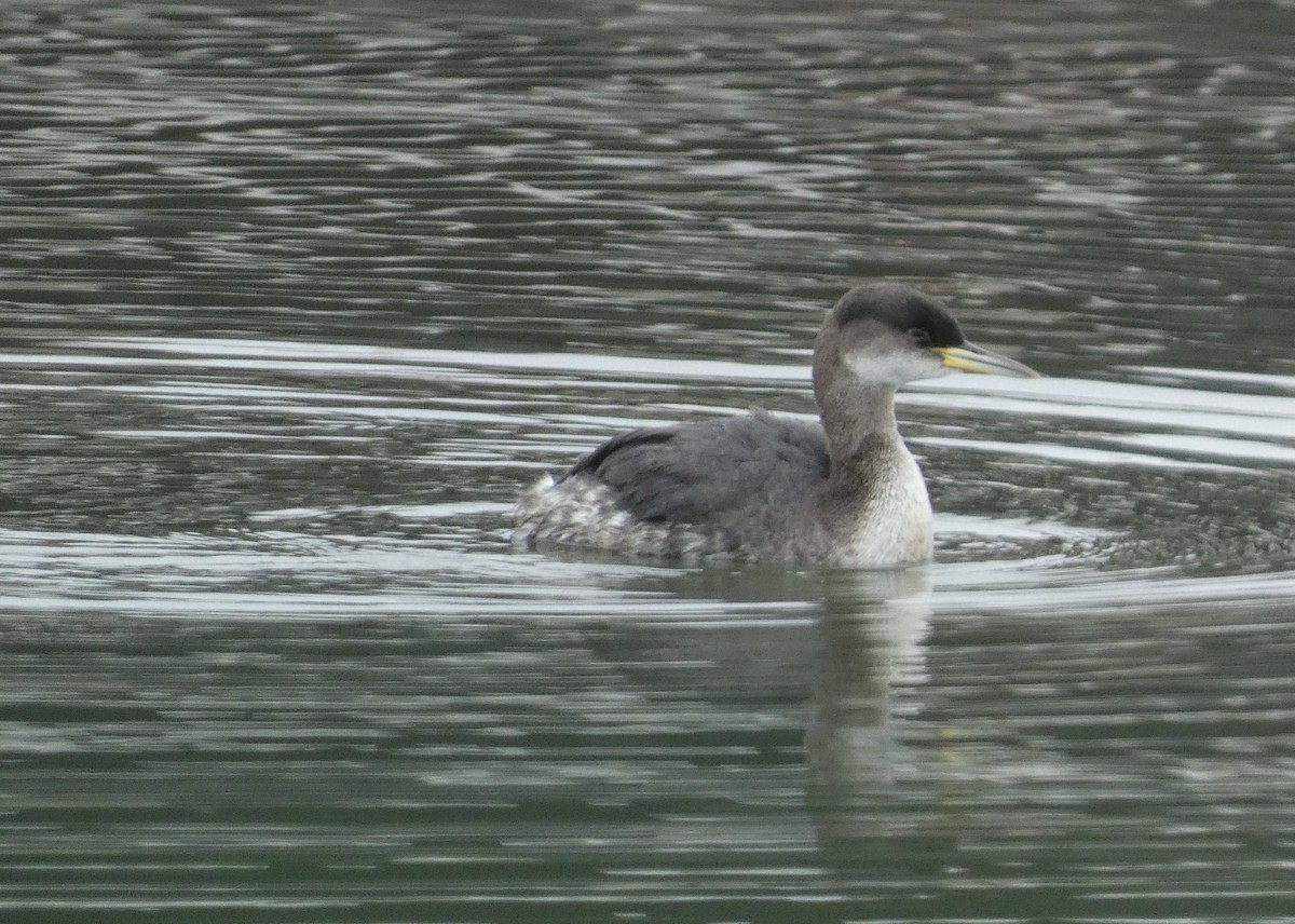 Red-necked Grebe - ML614117432