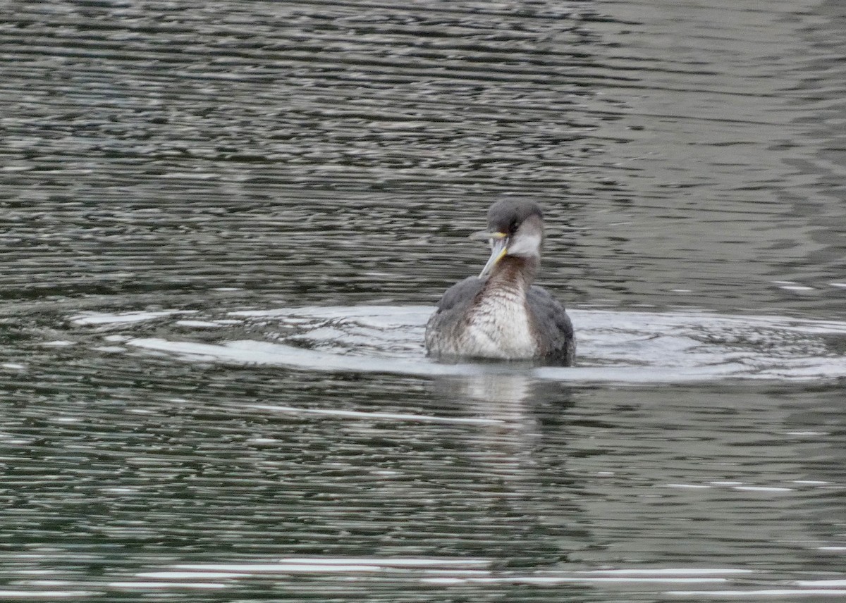 Red-necked Grebe - ML614117436