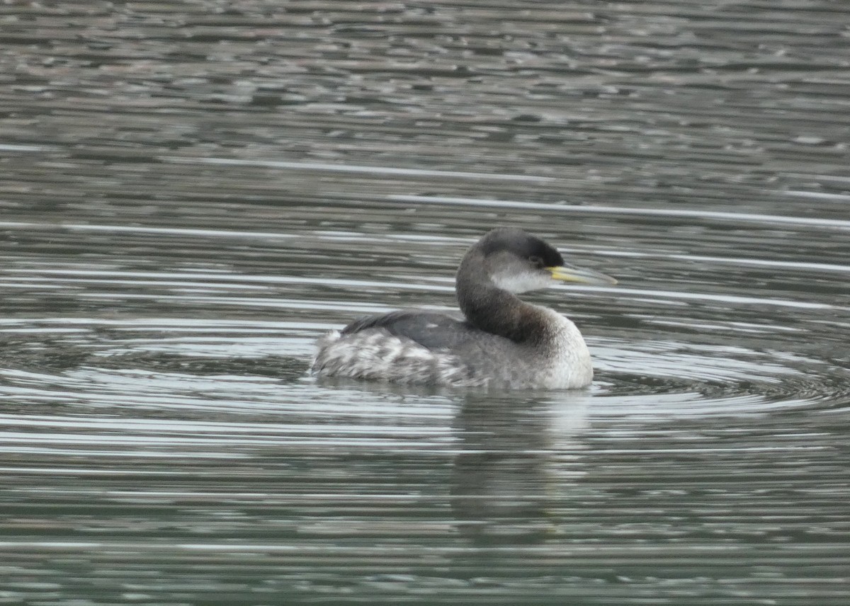 Red-necked Grebe - ML614117437