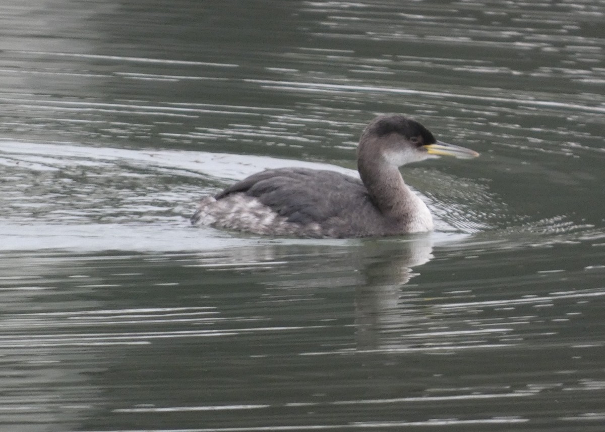Red-necked Grebe - ML614117438