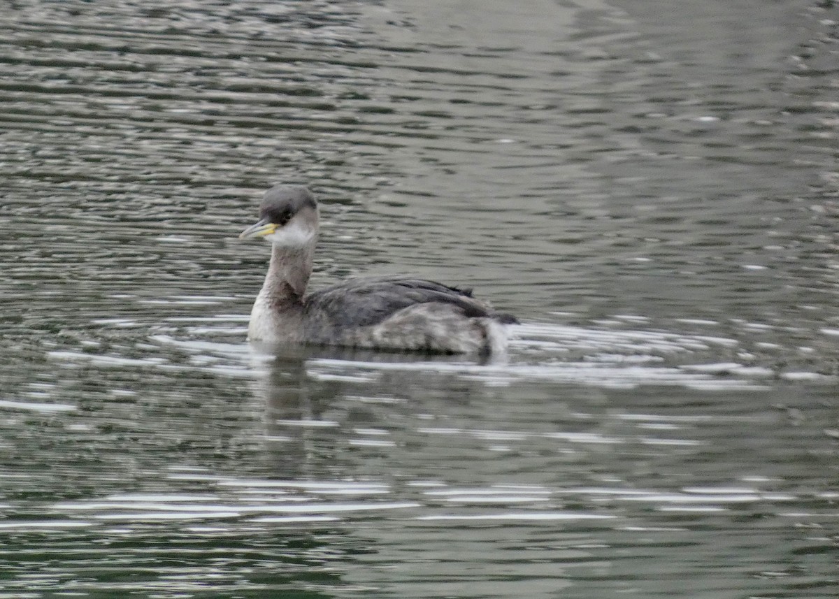 Red-necked Grebe - ML614117439