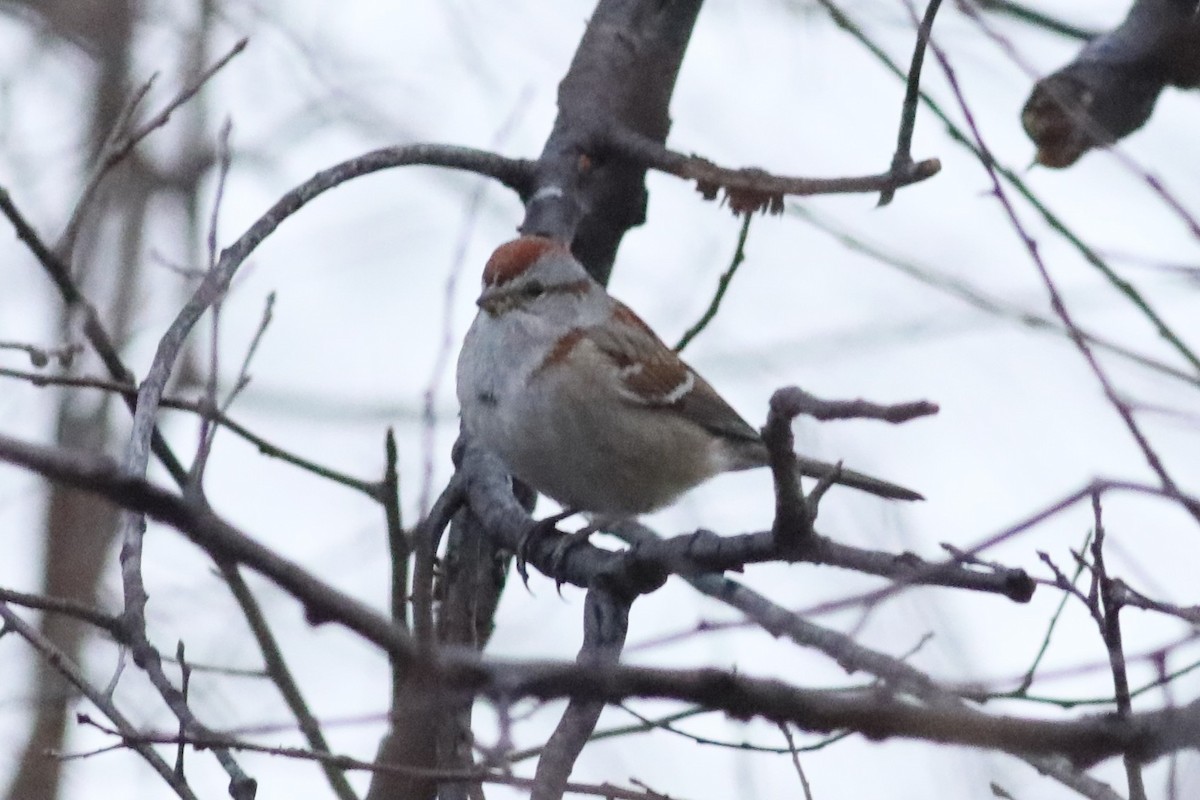 American Tree Sparrow - ML614117496
