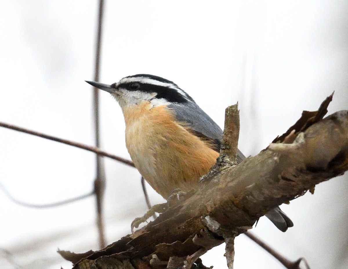Red-breasted Nuthatch - ML614117799