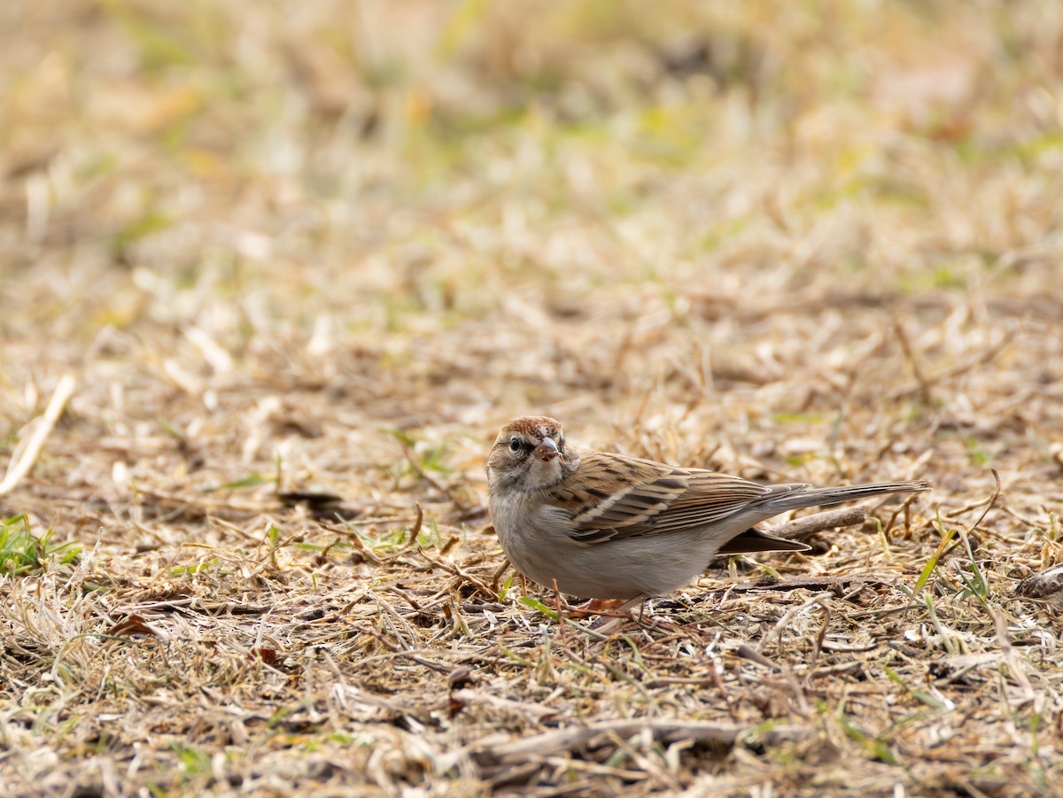 Chipping Sparrow - ML614117844