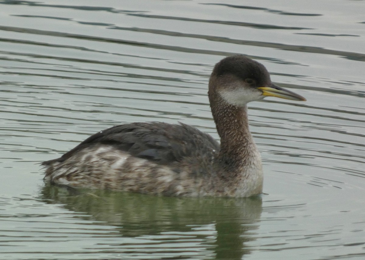 Red-necked Grebe - ML614117858