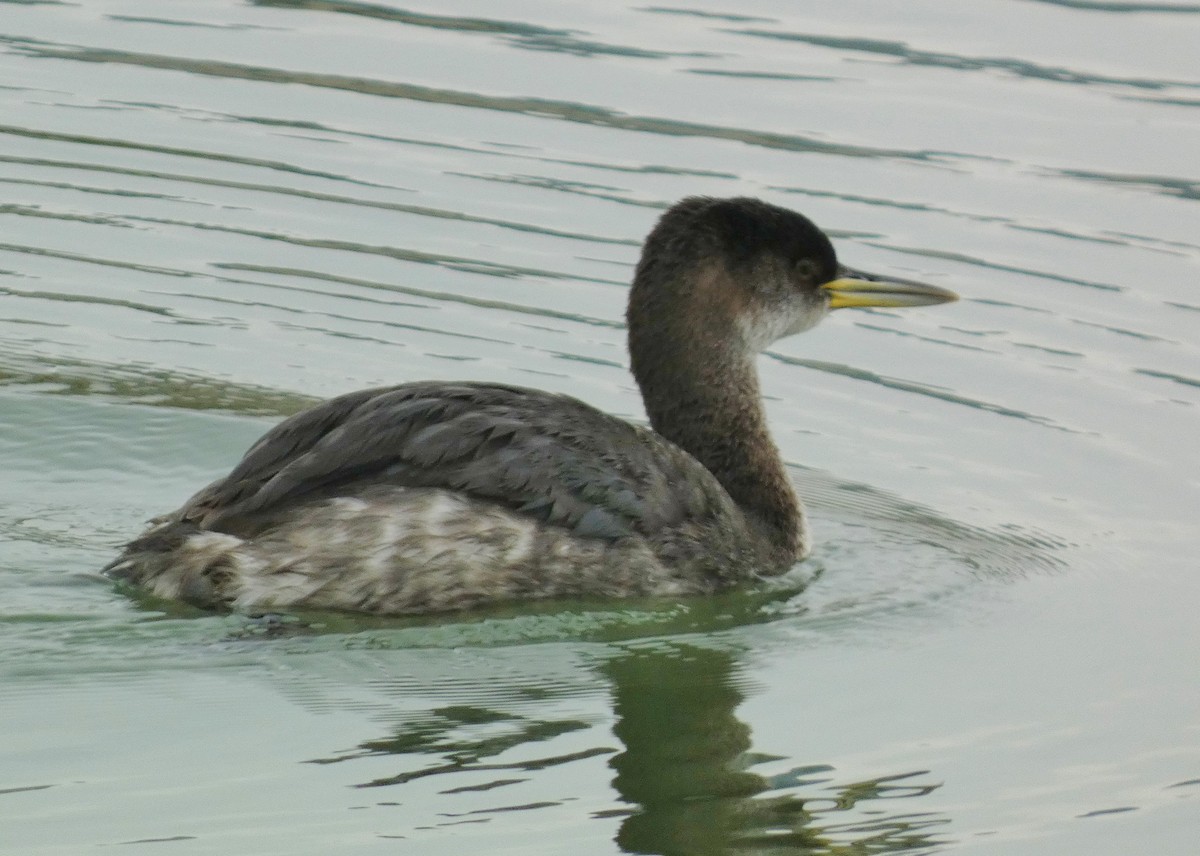 Red-necked Grebe - ML614117859