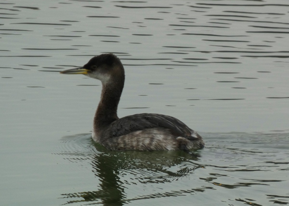 Red-necked Grebe - ML614117860