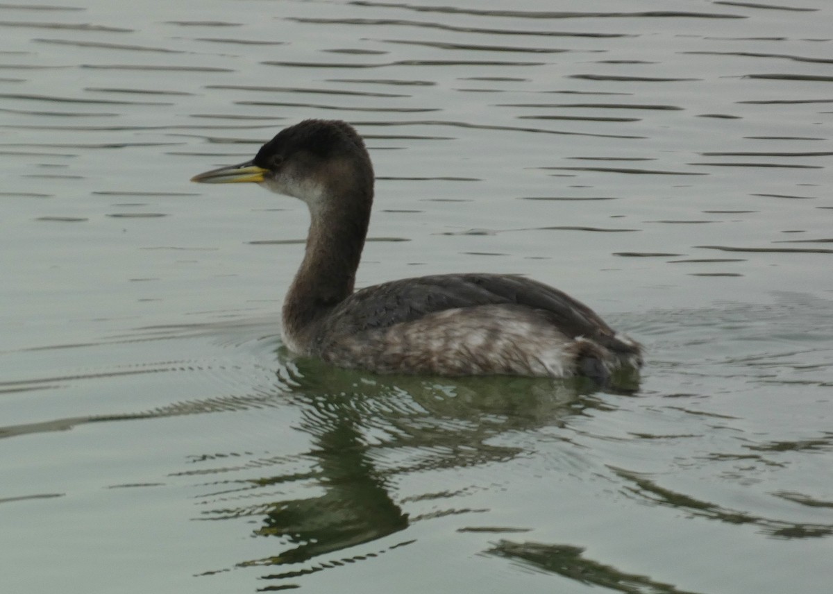 Red-necked Grebe - ML614117862
