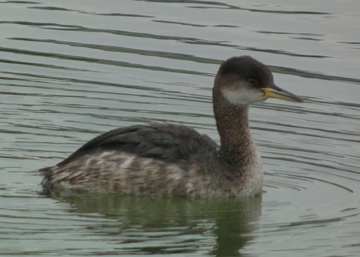 Red-necked Grebe - ML614117863