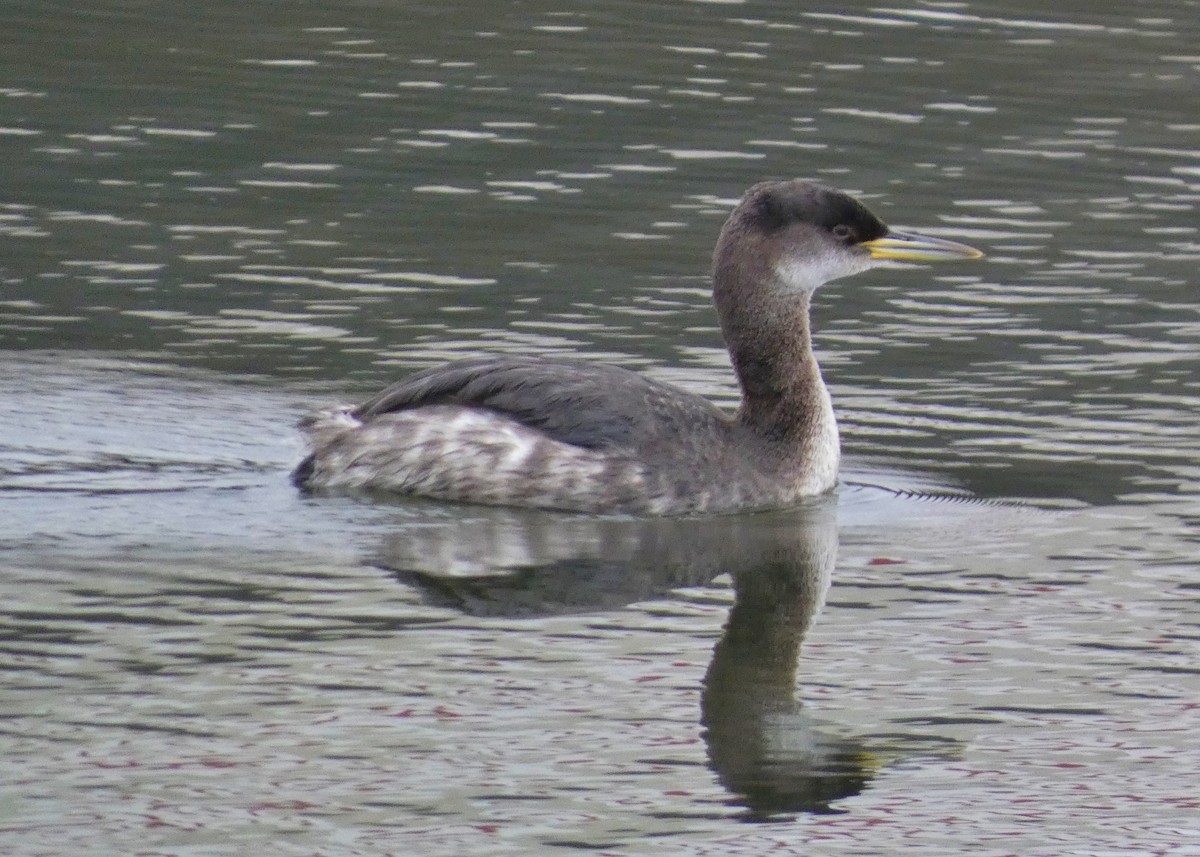 Red-necked Grebe - ML614117864
