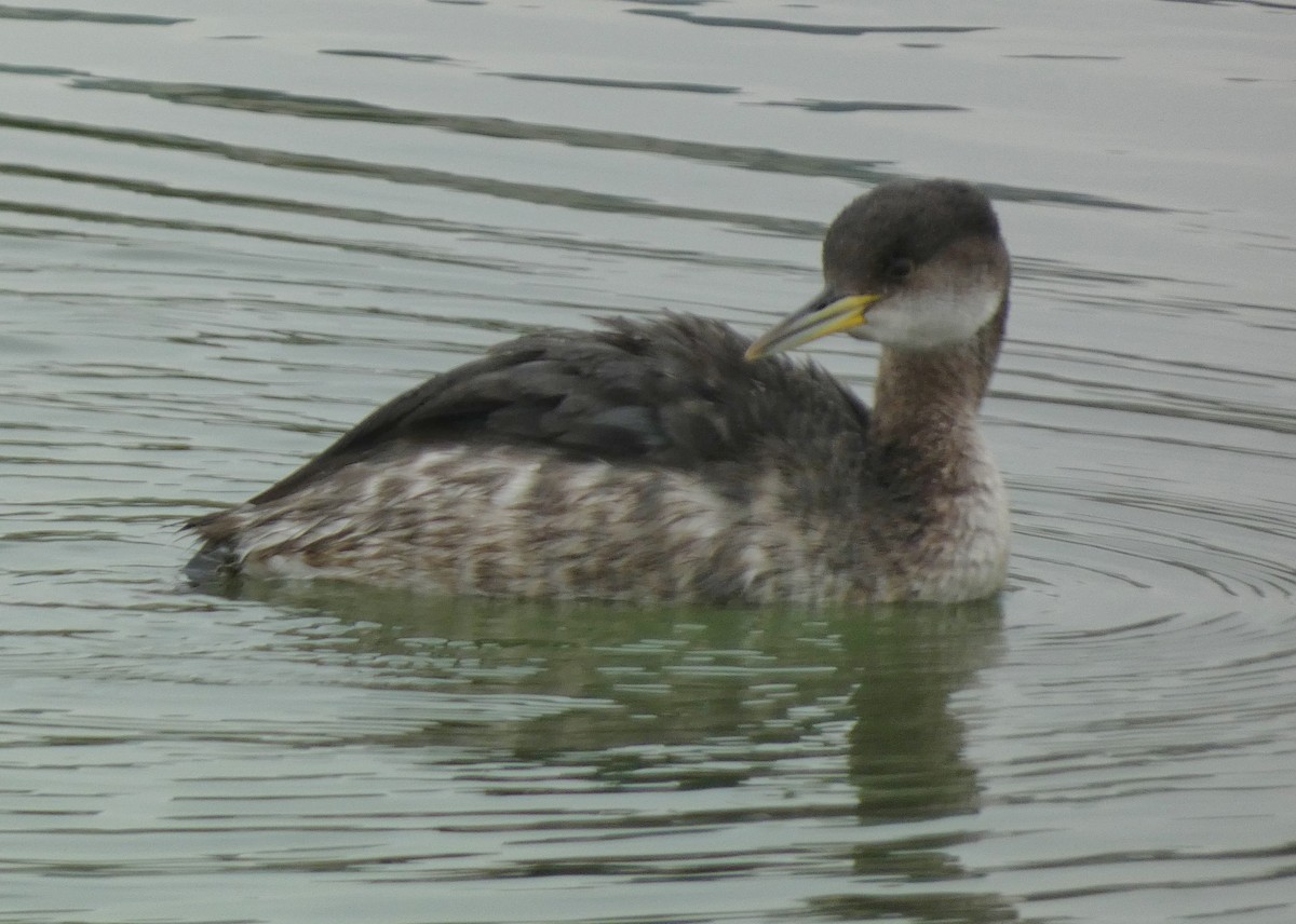 Red-necked Grebe - ML614117865