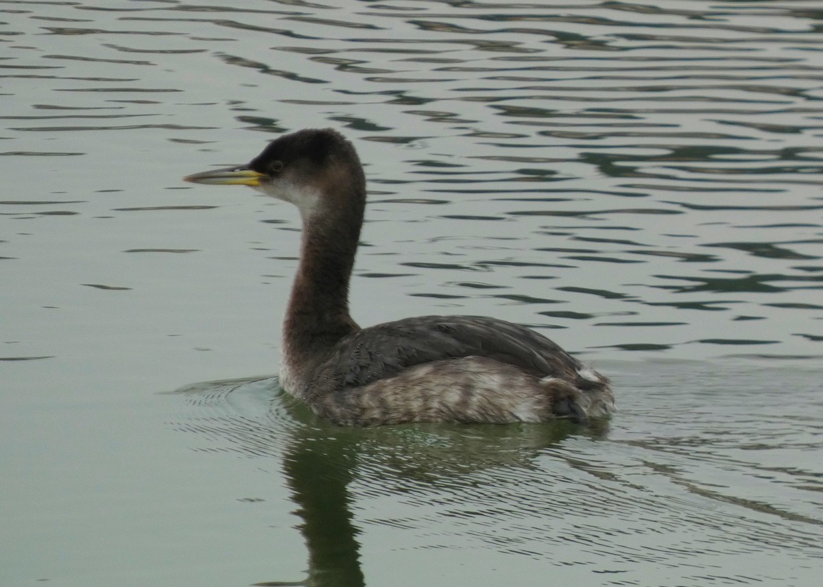 Red-necked Grebe - ML614117866