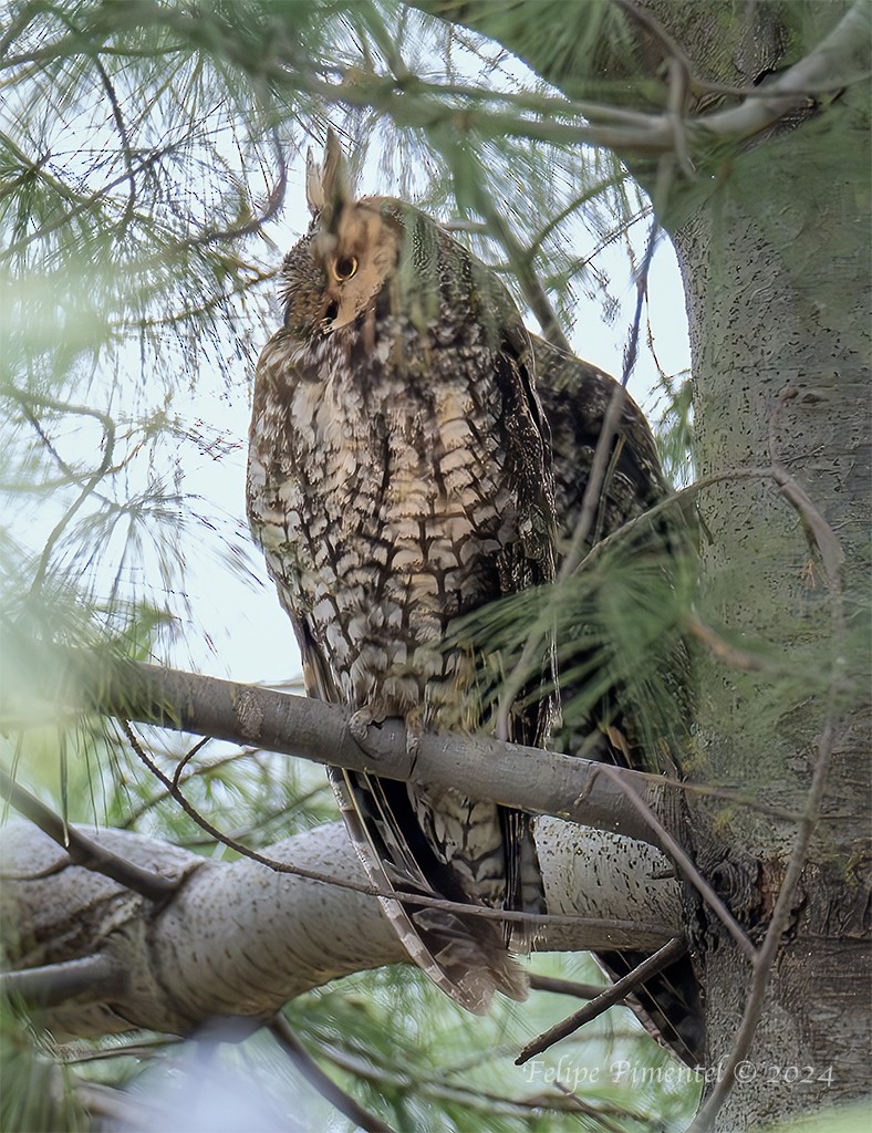 Long-eared Owl - ML614118051
