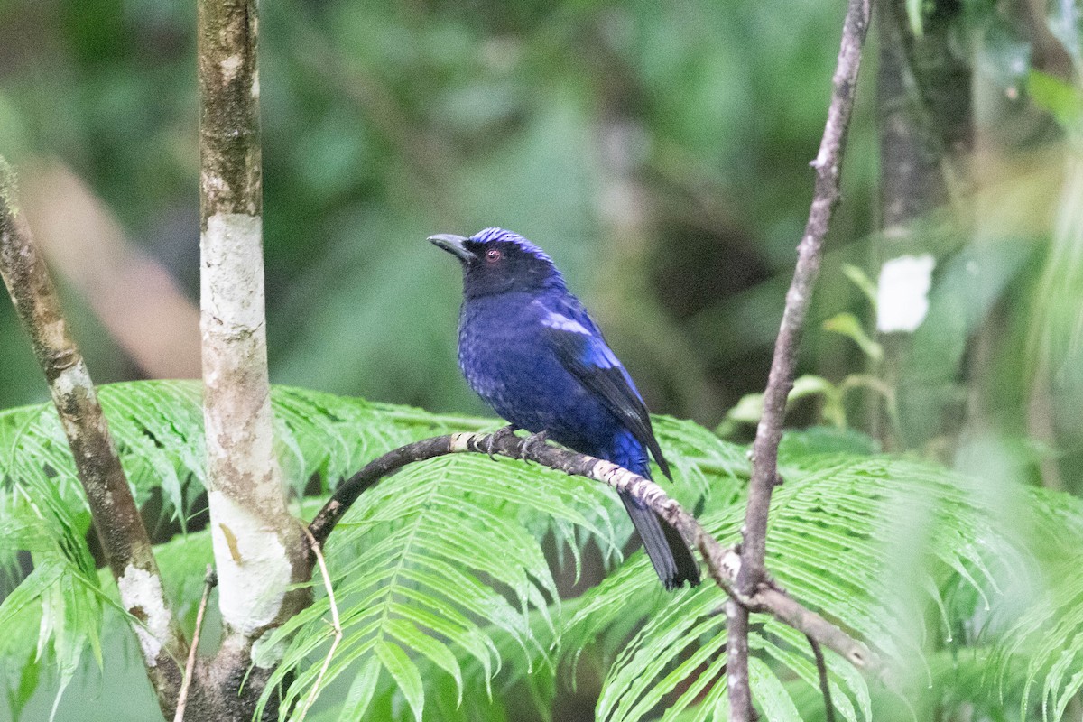 Philippine Fairy-bluebird (cyanogastra) - Andrew Marden