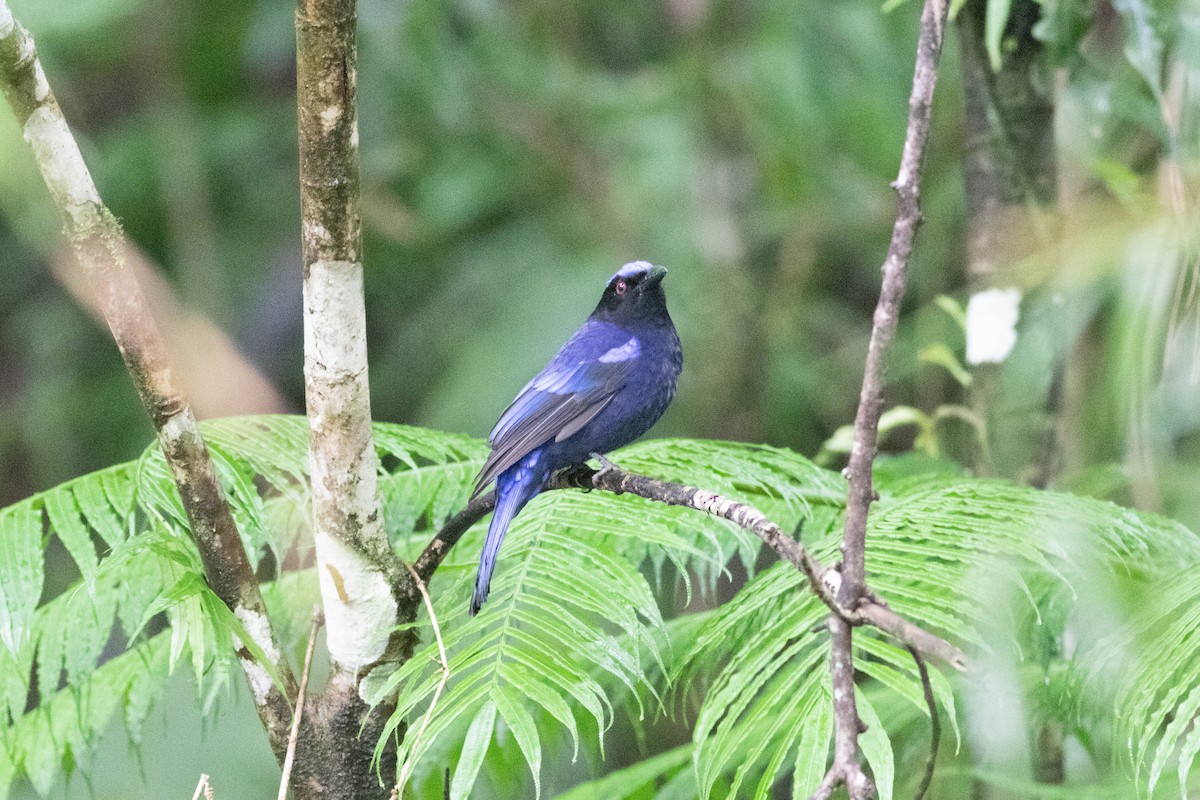 Philippine Fairy-bluebird (cyanogastra) - ML614118068