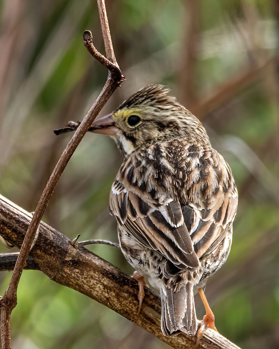 Savannah Sparrow - ML614118078