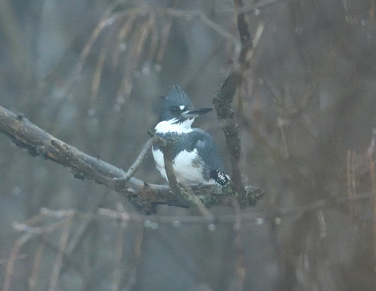 Belted Kingfisher - ML614118137