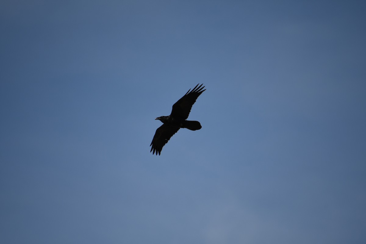 Common Raven - ML614118144