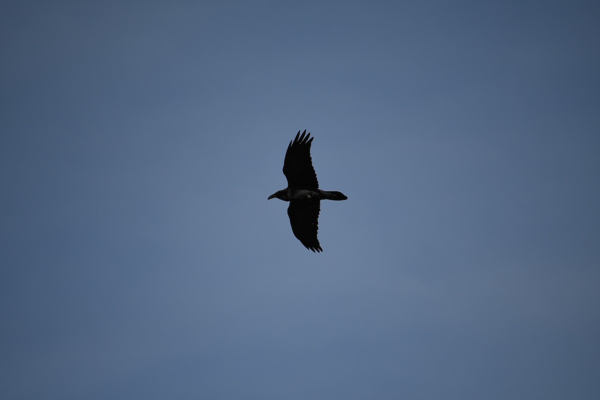 Common Raven - ML614118145