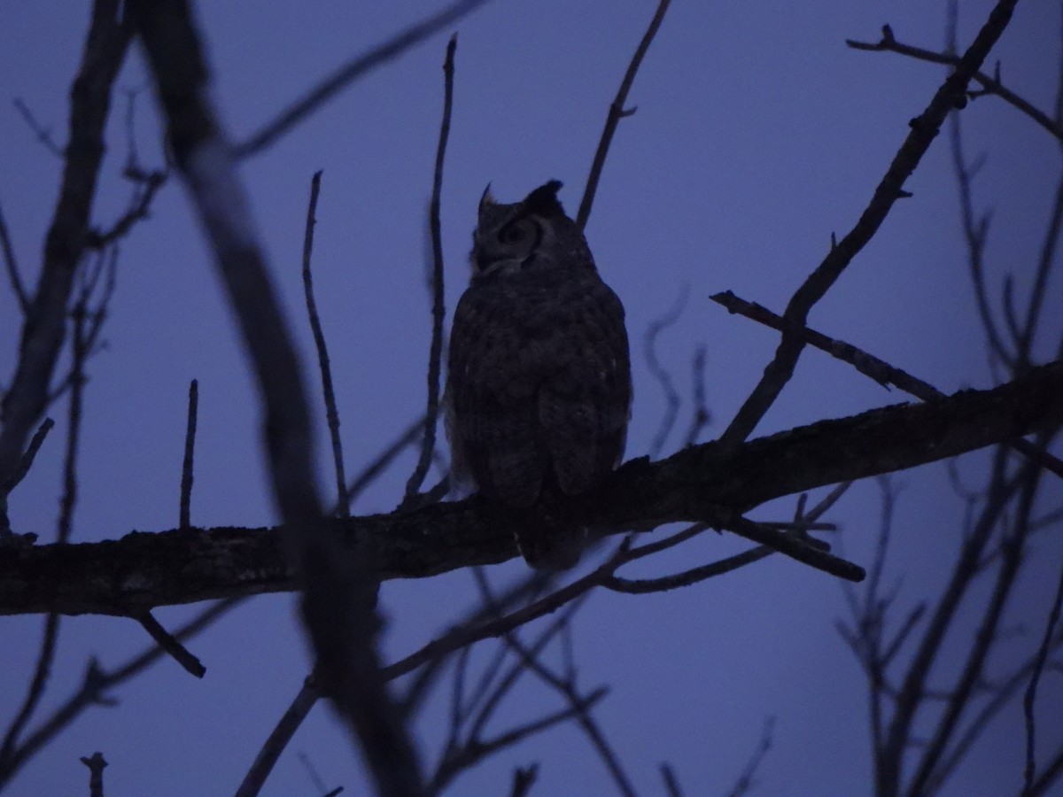Great Horned Owl - ML614118394