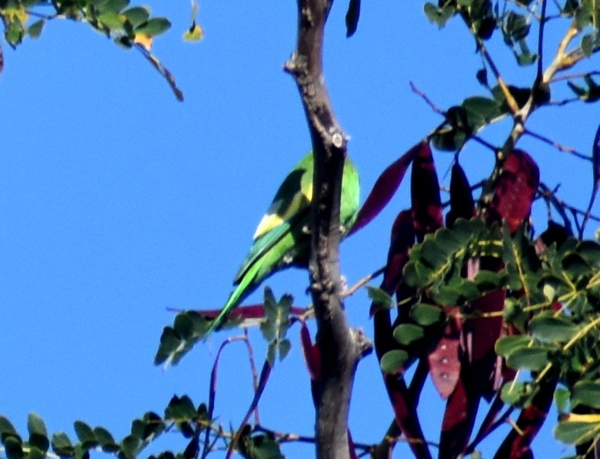 White-winged Parakeet - ML614118511