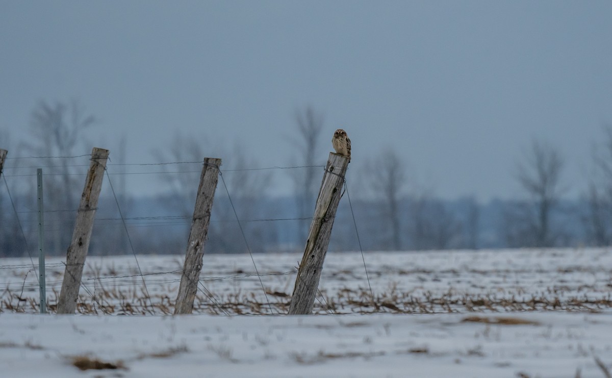 EBird Canada Checklist 28 Jan 2024 Rang Saint Simon 2 Species   1200