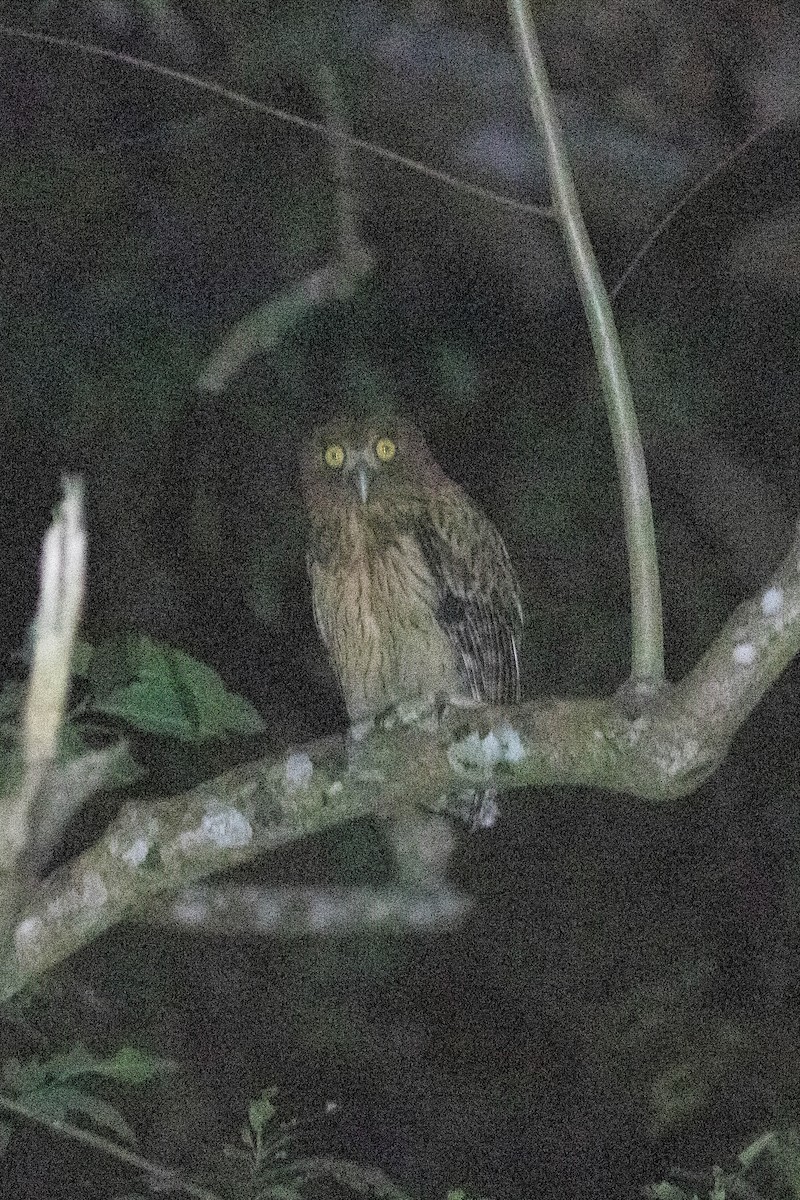 Philippine Eagle-Owl - ML614119547