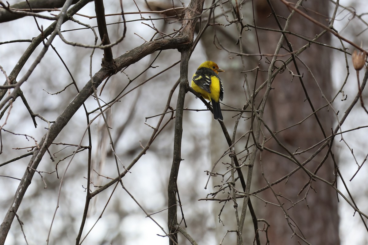 Western Tanager - ML614119567
