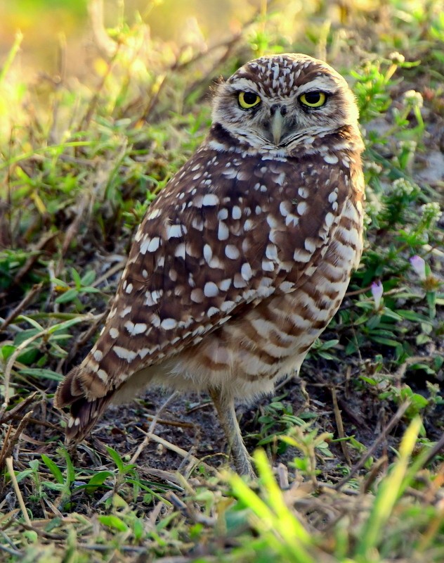 Burrowing Owl (Florida) - ML614119956